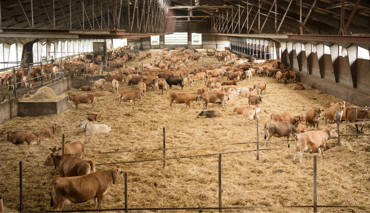 Jersey Besætningen Hos Niels Ulrik Andersen