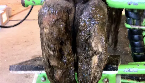 Forvokset Klov Fra Kødkvæg