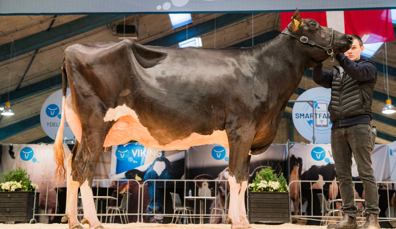 VH Belland Datter Fra Per Warming, Aars