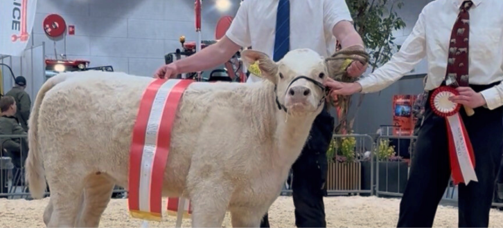 Charolais Kviekalven Alberte Fra Løngaard Charolais På 4 Måneder.