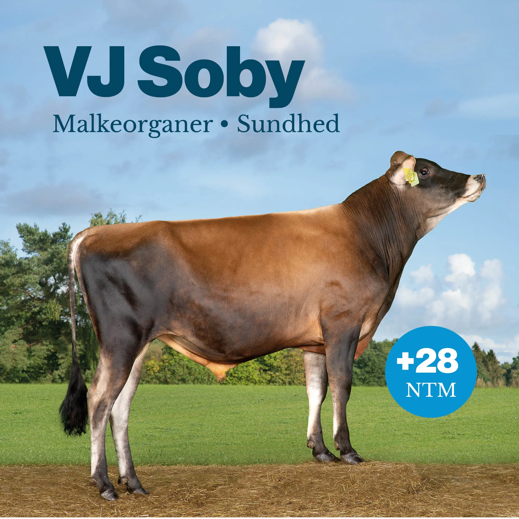 VJ Soby