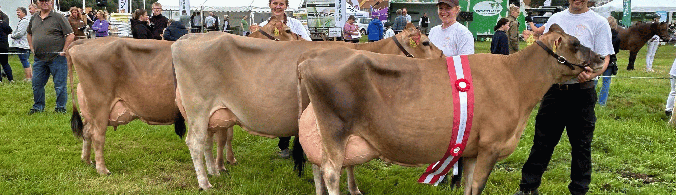 Bedste Besætningsgruppe Jersey På Ribe Dyrskue 2025