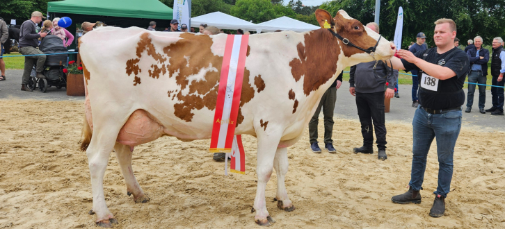 Miss Hobro Og Bedste Ældre Holstein, Hobro Dyrskue