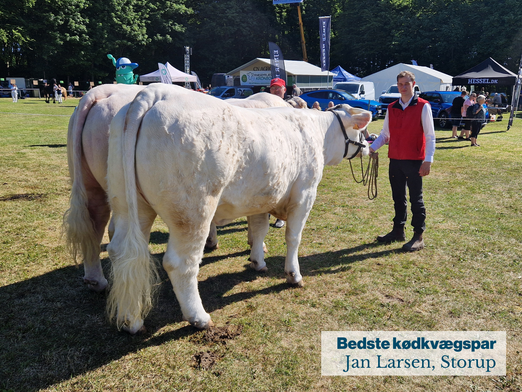 Fjerritslev Dyrskue Bedste Kødkvægspar