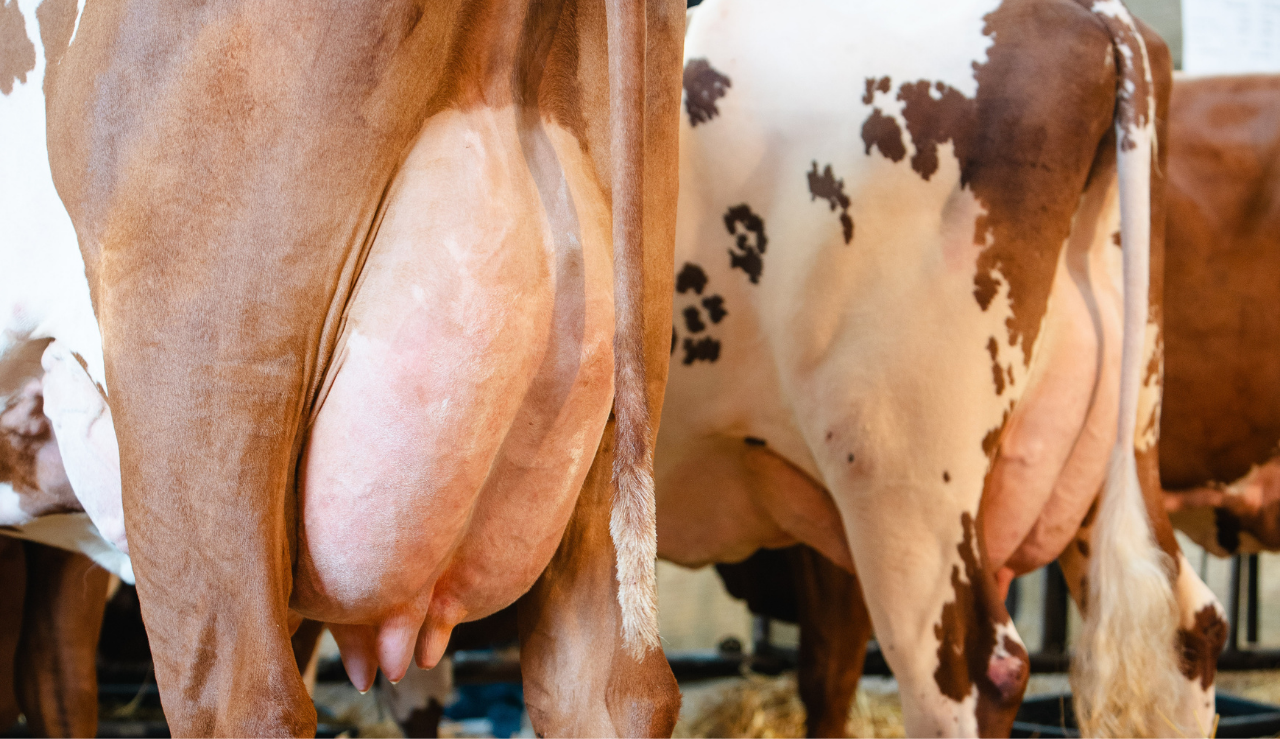 Half Hero Spot Yverpleje 1