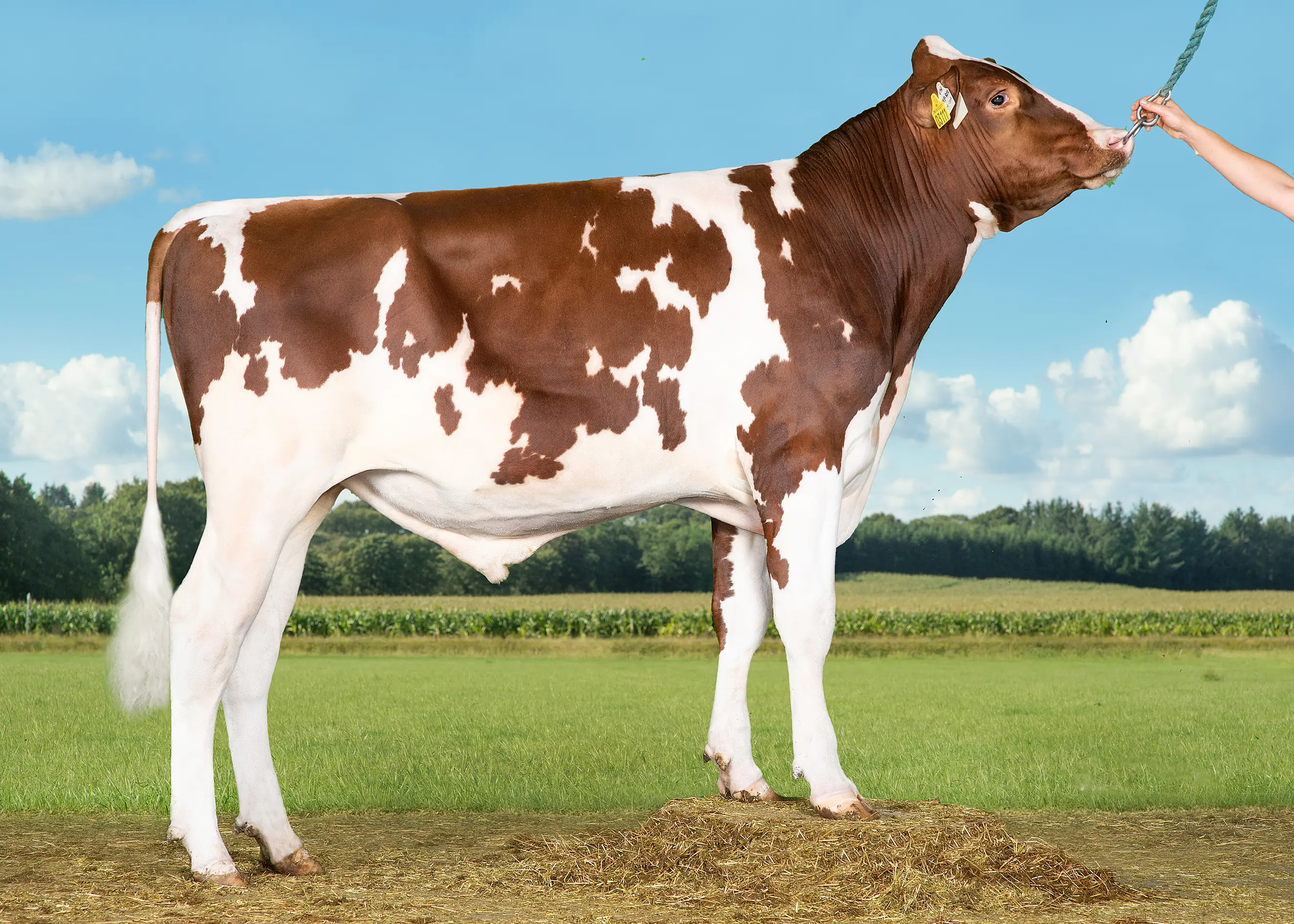 VH Dry P Red (Dream P RC) Uden Alex