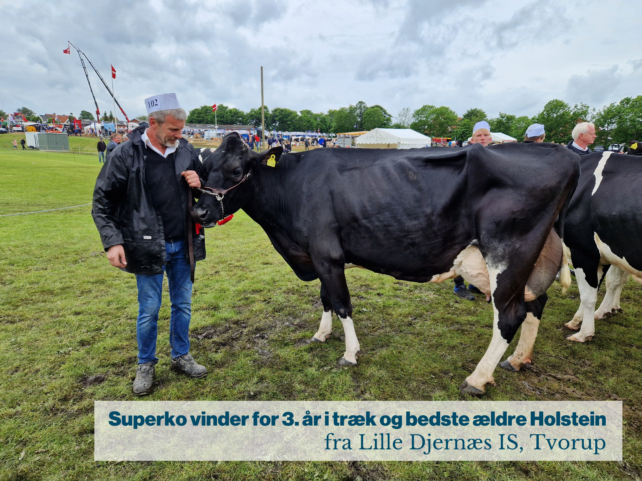 Superko Vinder For 3. År I Træk Og Bedste Ældre Holstein