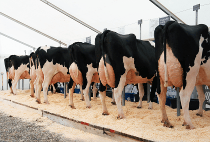 Holstein Årsmødekøer Fra Rosdalsgaard