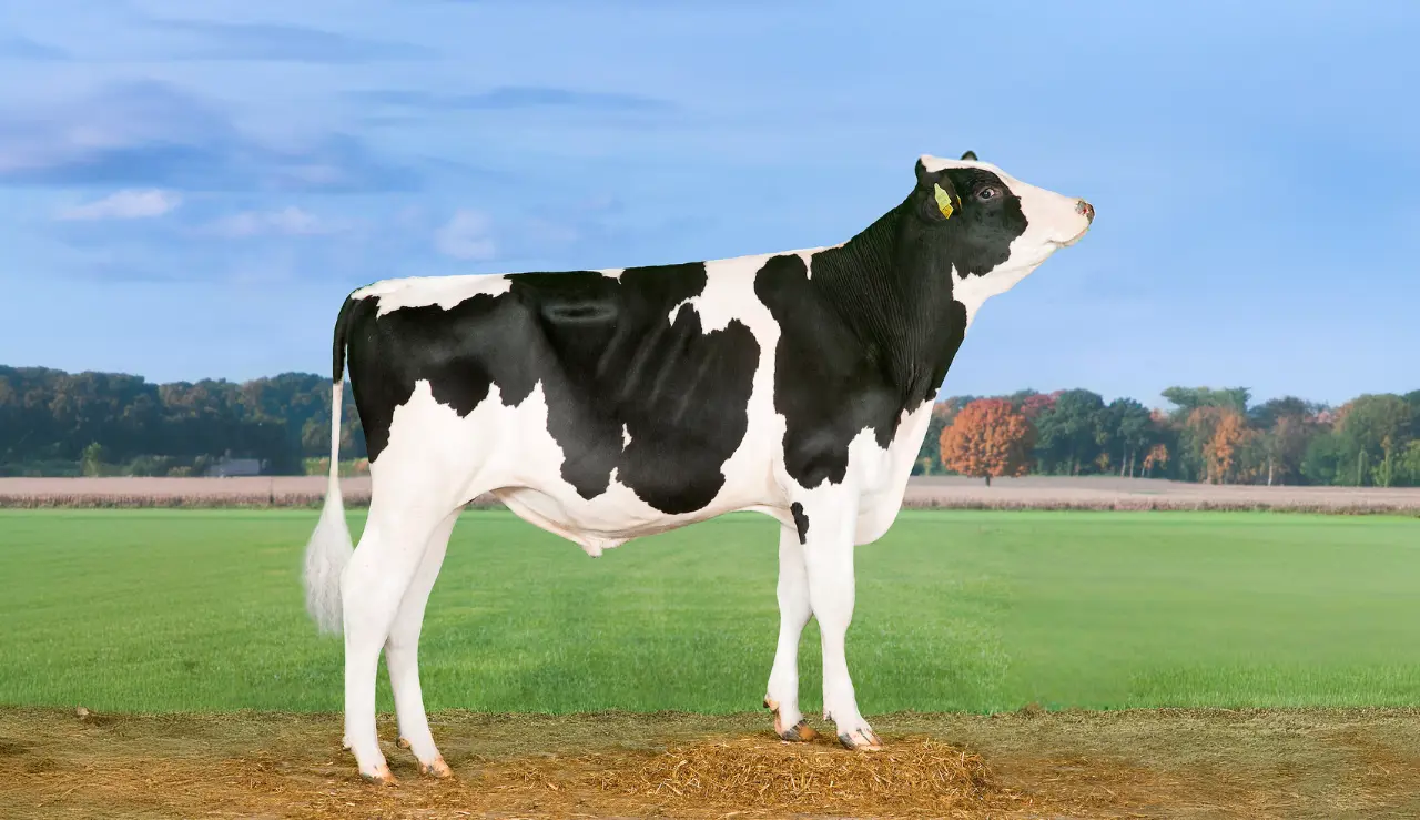 VH Rakeem I Naturlige Omgivelser (1)