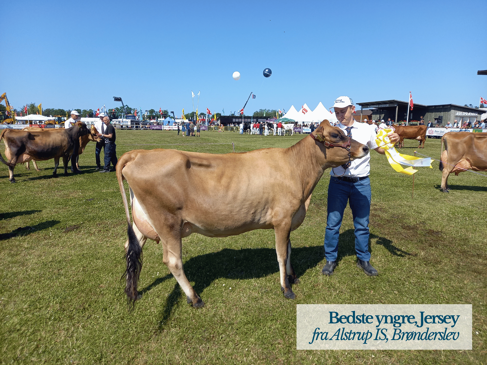 Bedste Yngre Jersey, , Hjørring Dyrskue