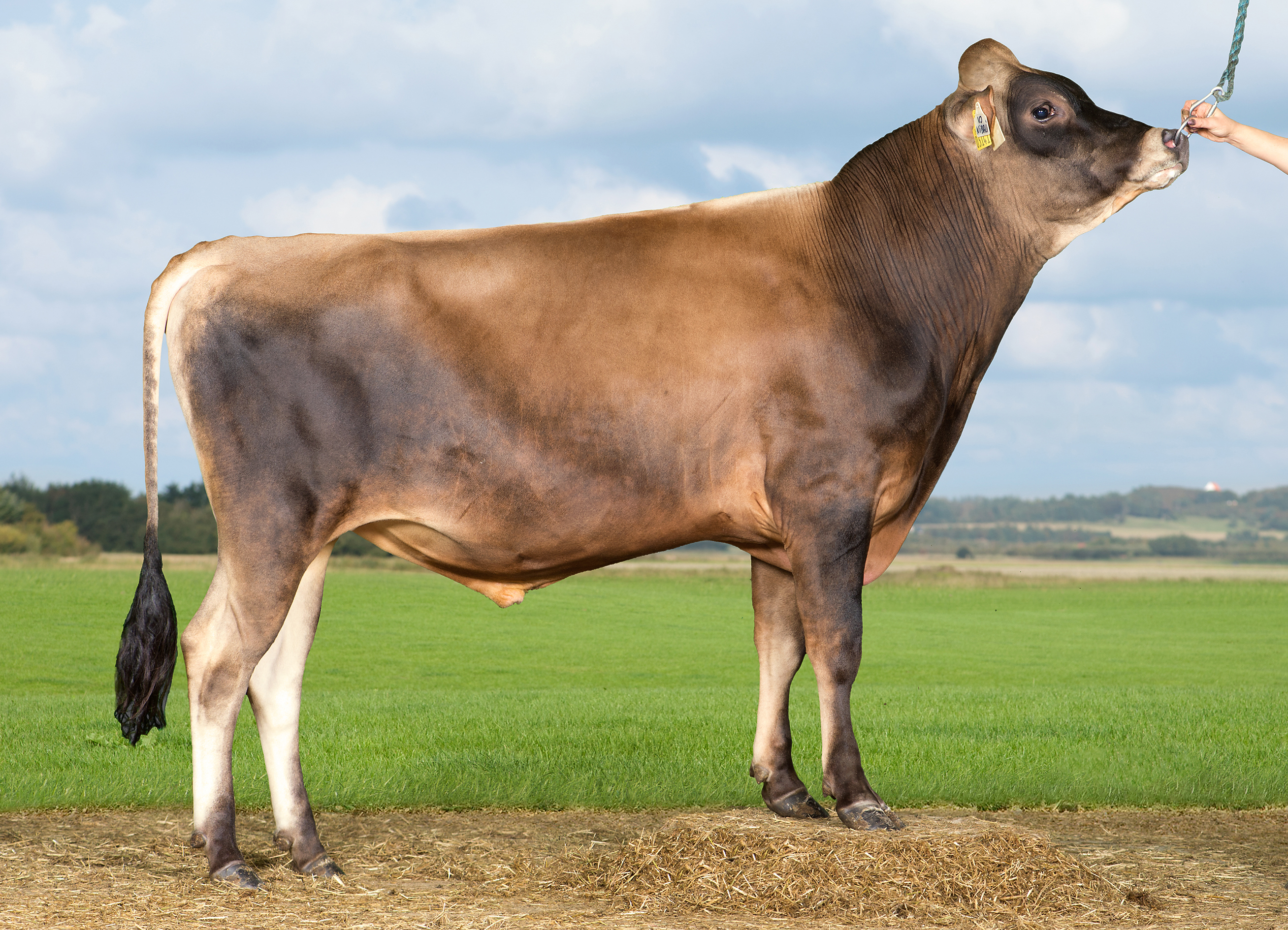 VJ Nibali (VJ Hitman)