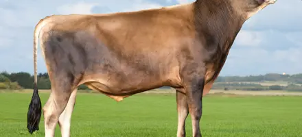 VJ Nibali (VJ Hitman)