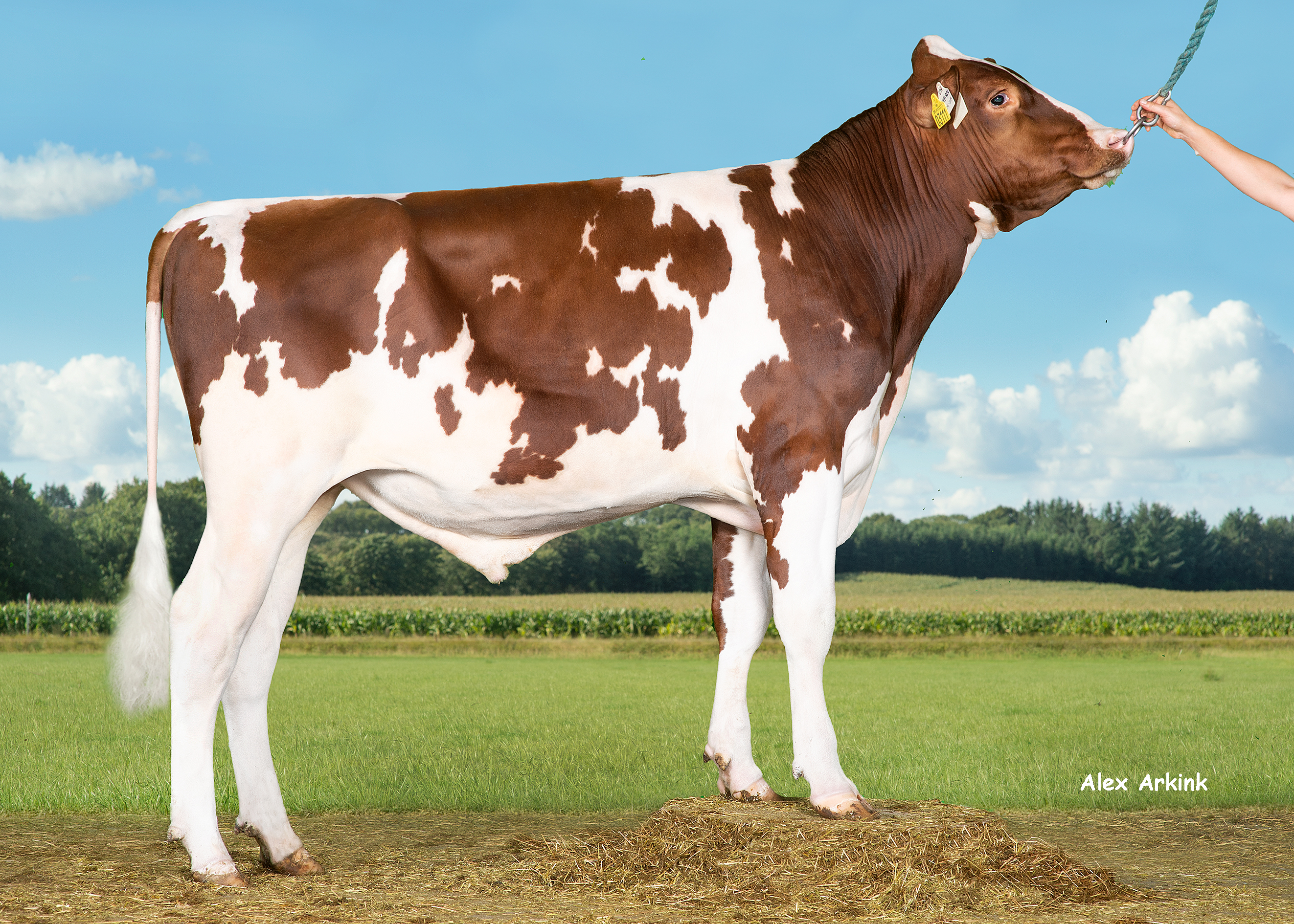 VH Dry P Red (Dream P RC)