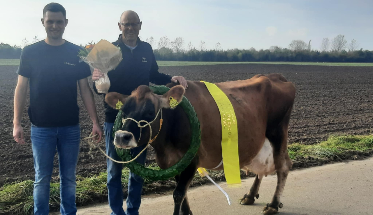 Ko Nr. 2178 Fra Ulvsbjerggård