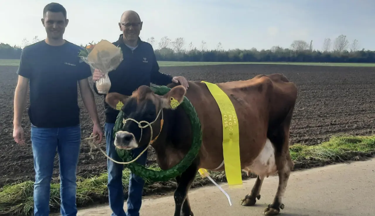 Ko Nr. 2178 Fra Ulvsbjerggård