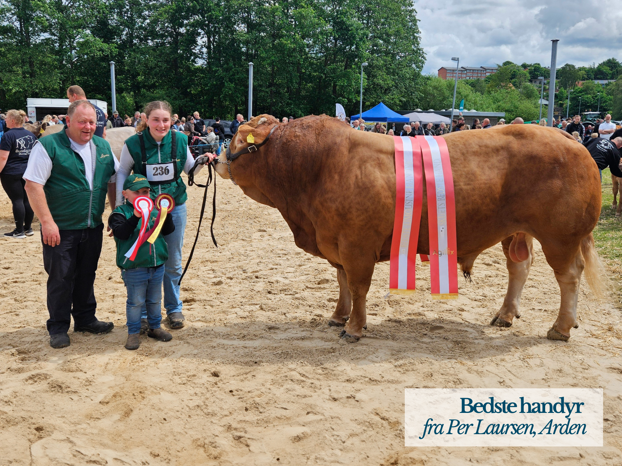 Bedste Handyr, Hobro Dyrskue