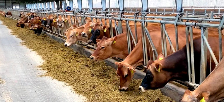 Se Et Lille Sneakpeak Om Jersey Web Oversigt