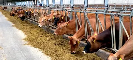 Se Et Lille Sneakpeak Om Jersey Web Oversigt