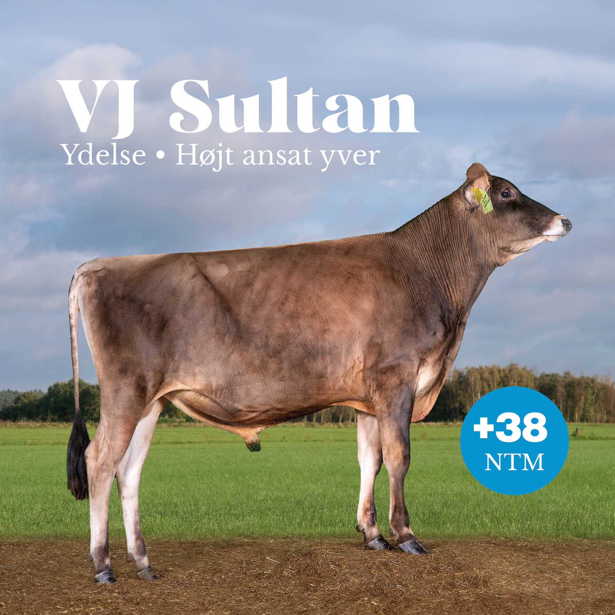 VJ Sultan +38 NTM