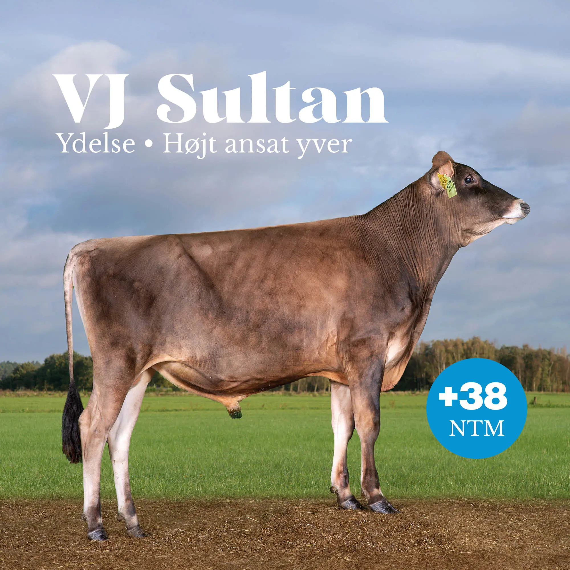 VJ Sultan +38 NTM
