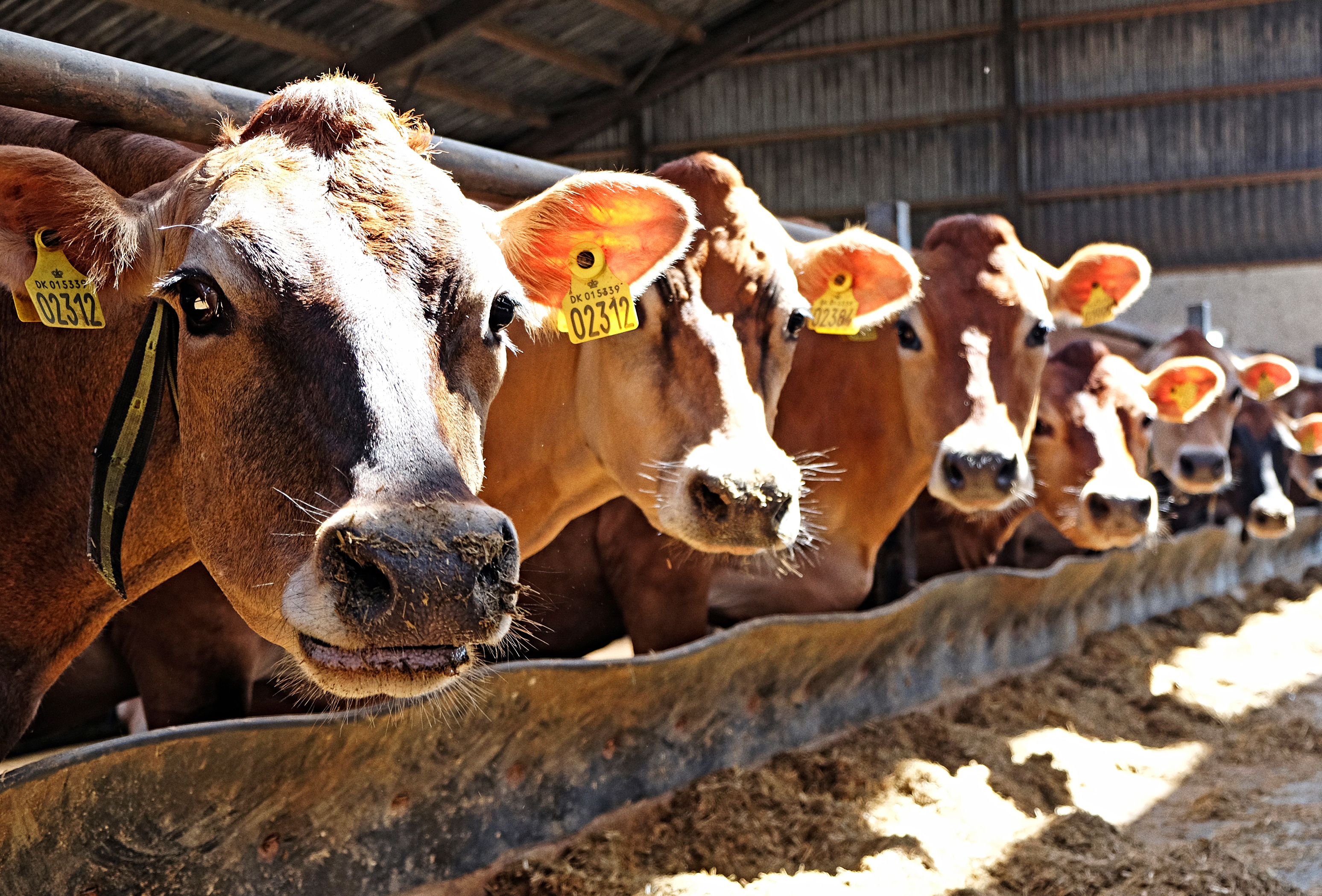 Handelsbetingelser Dscf4474 Srgb Web (3)