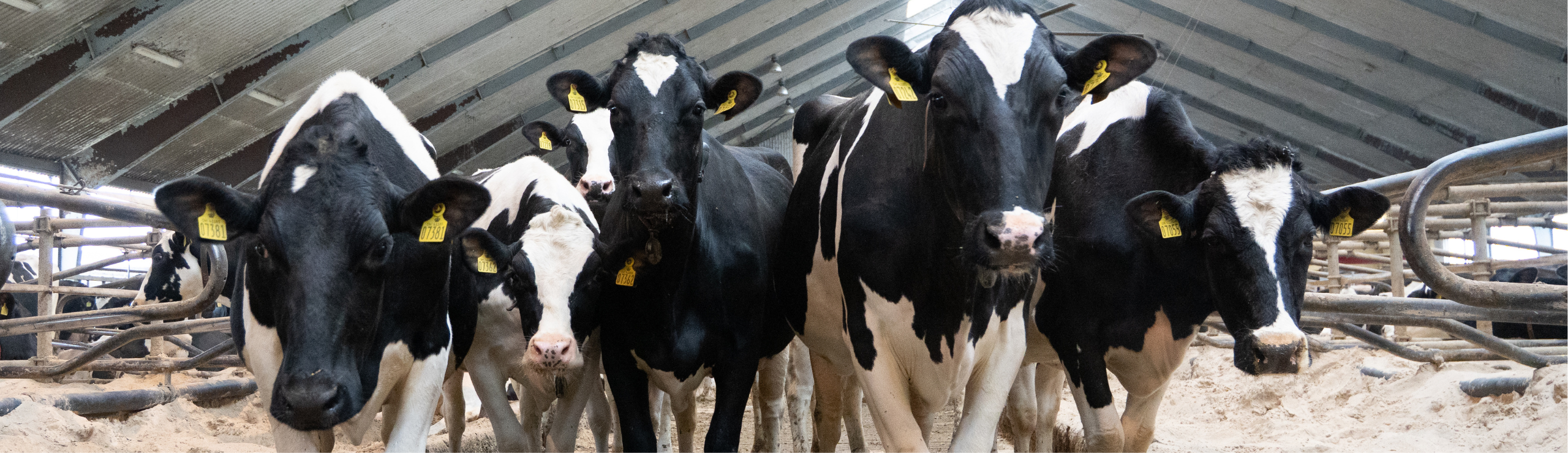 Laktationsdage For Holstein Steget Mere End 250 Dage Siden 1990