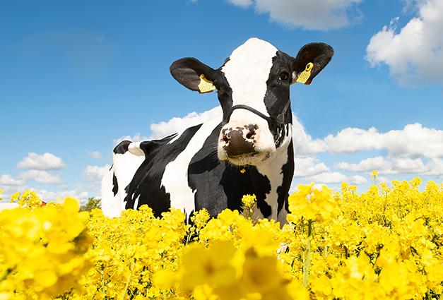 32610 3124 Vh Radium Stemning2 Srgb Web