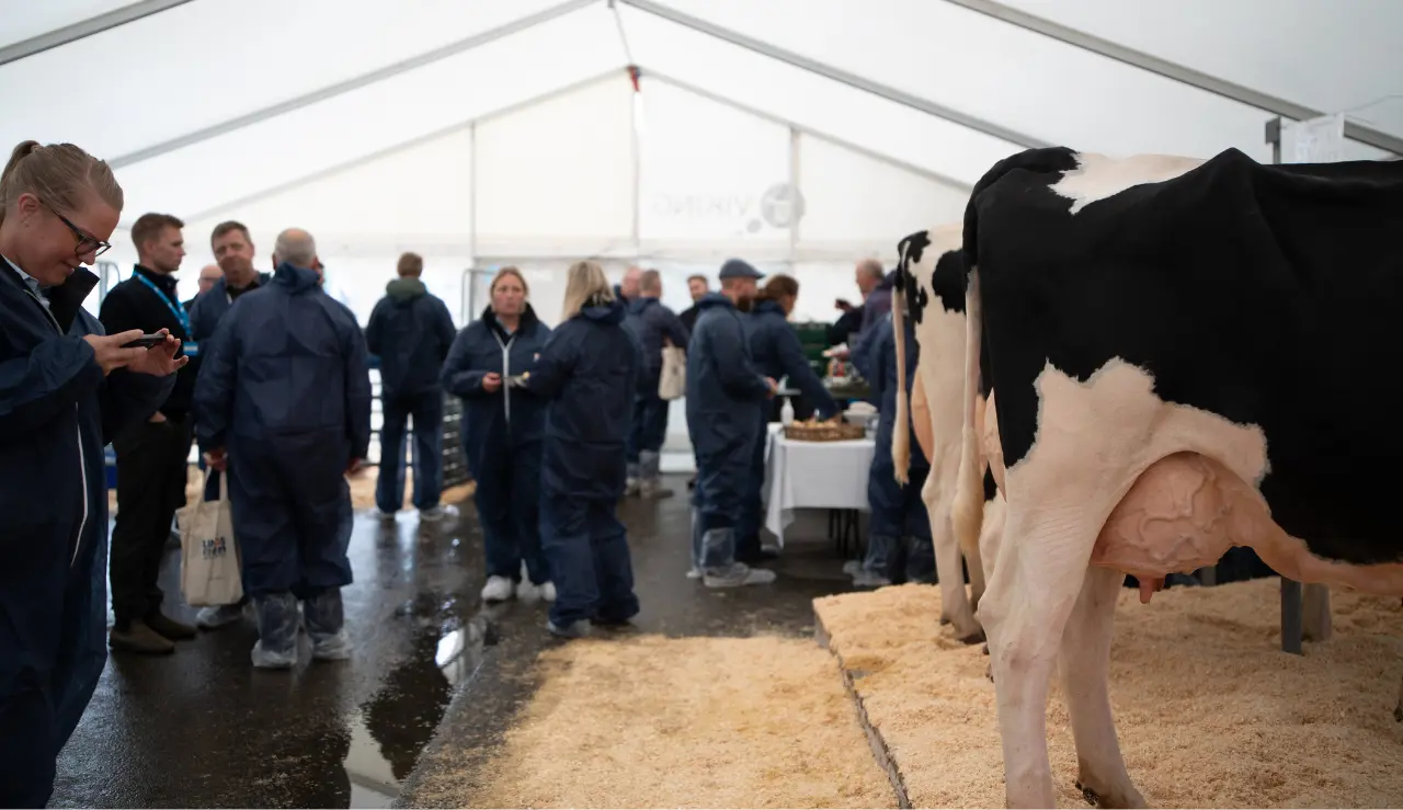 Stemning Fra Vikingdanmark Teltet