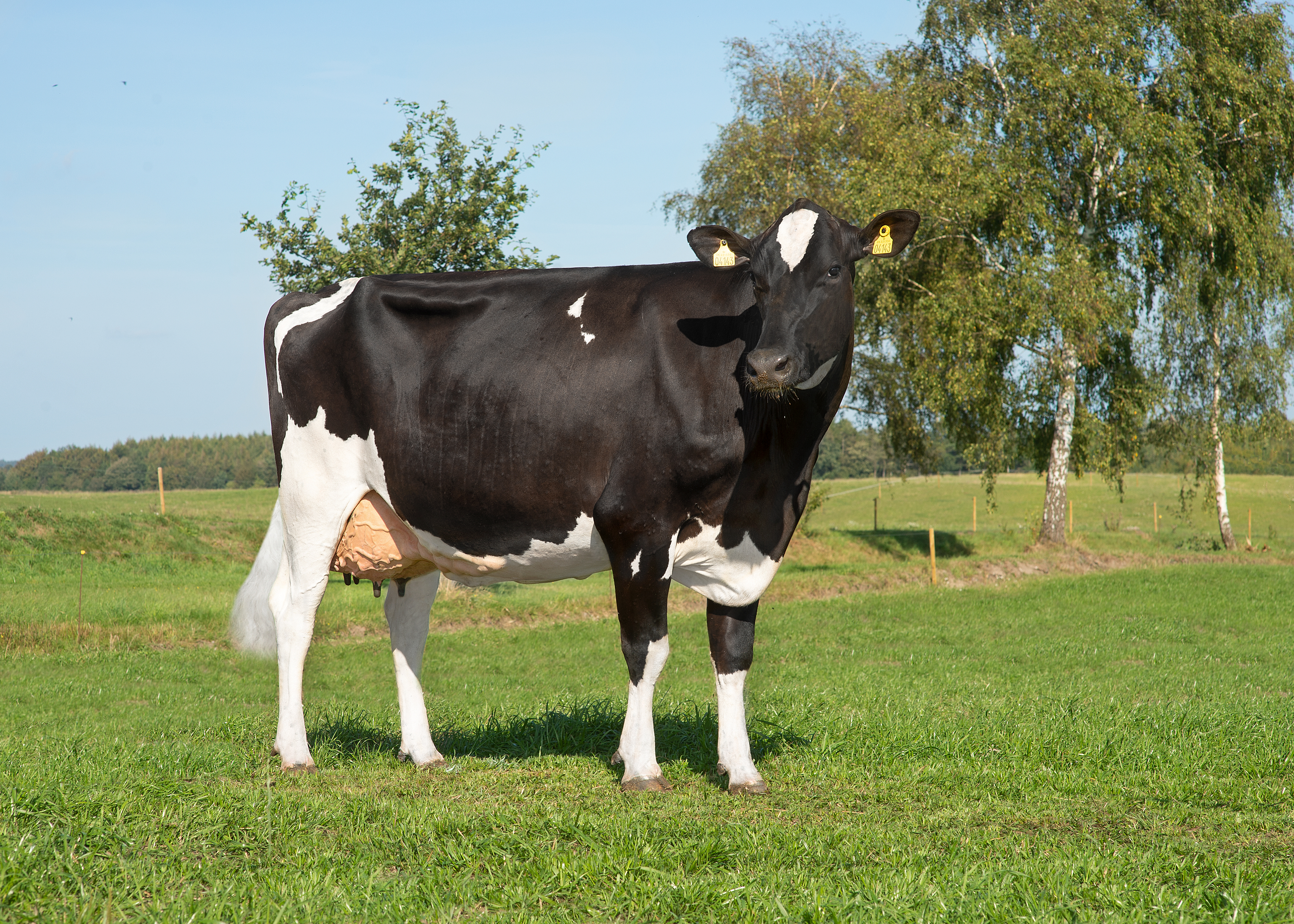 VH Romello Daughter No 31530 4143 Carsten Grinderslev Sørensen Hobro