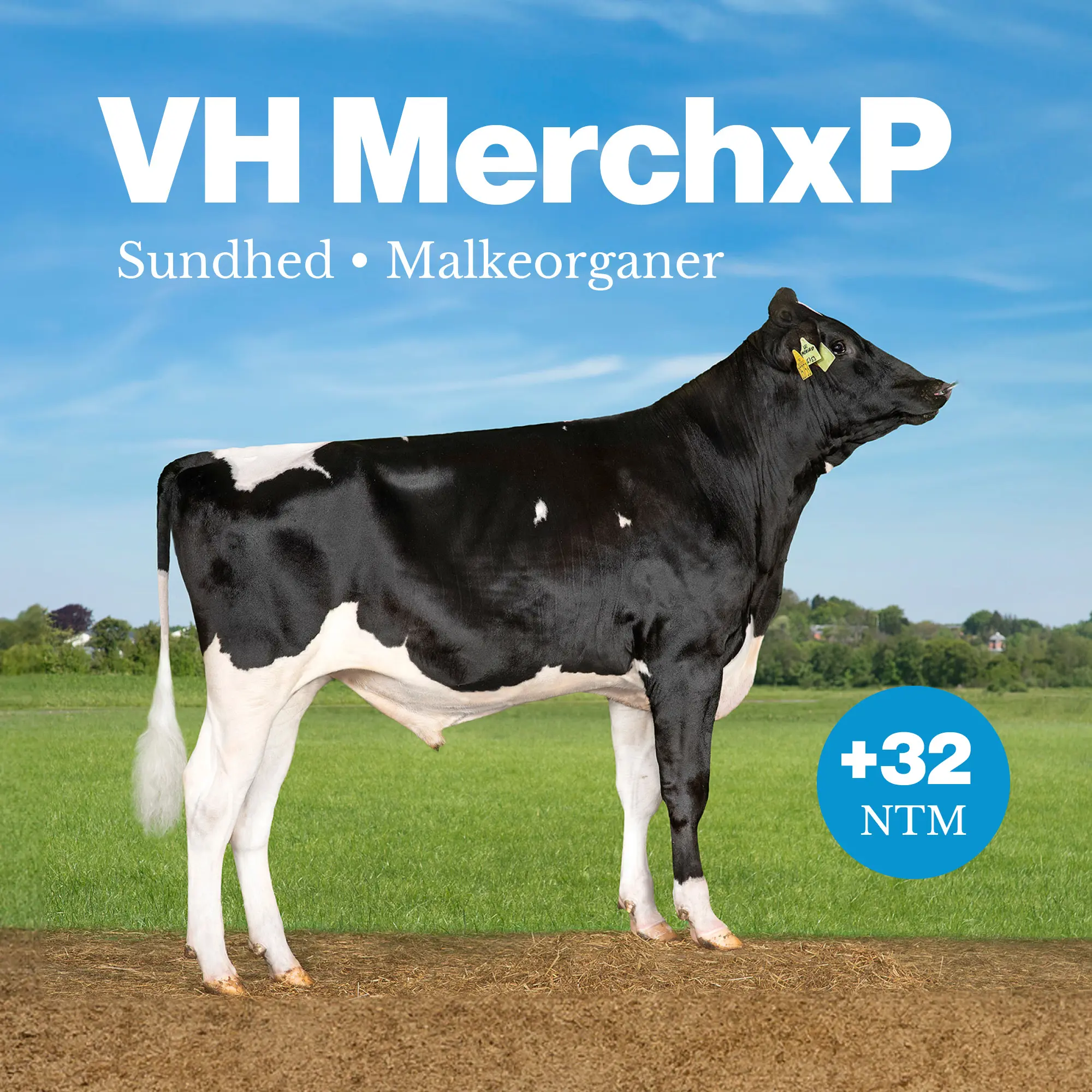 VH Merchxp