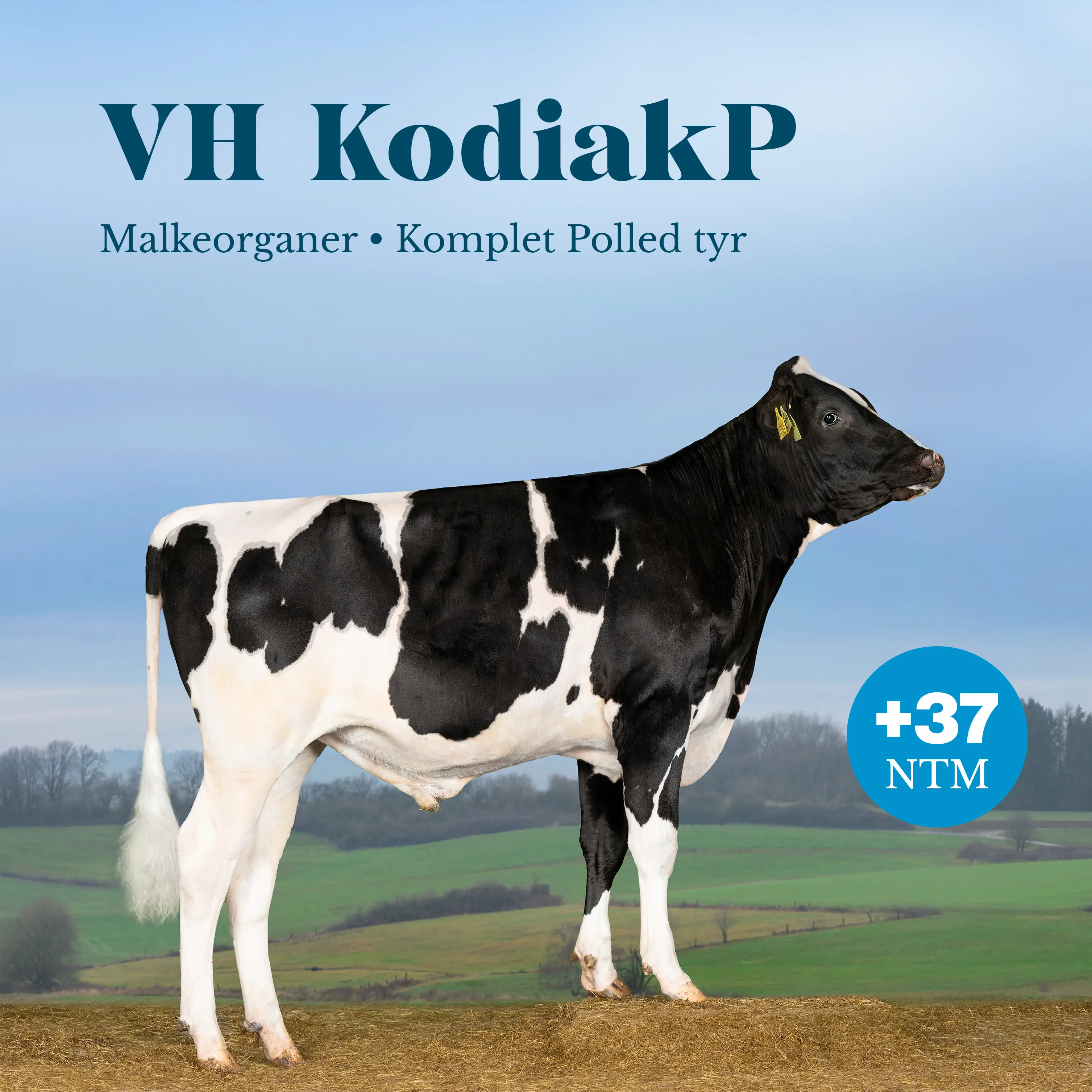 VH Kodiakp +37 NTM