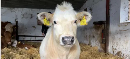 Fremtidens Krydsningsstjerne Fra Holtegaard