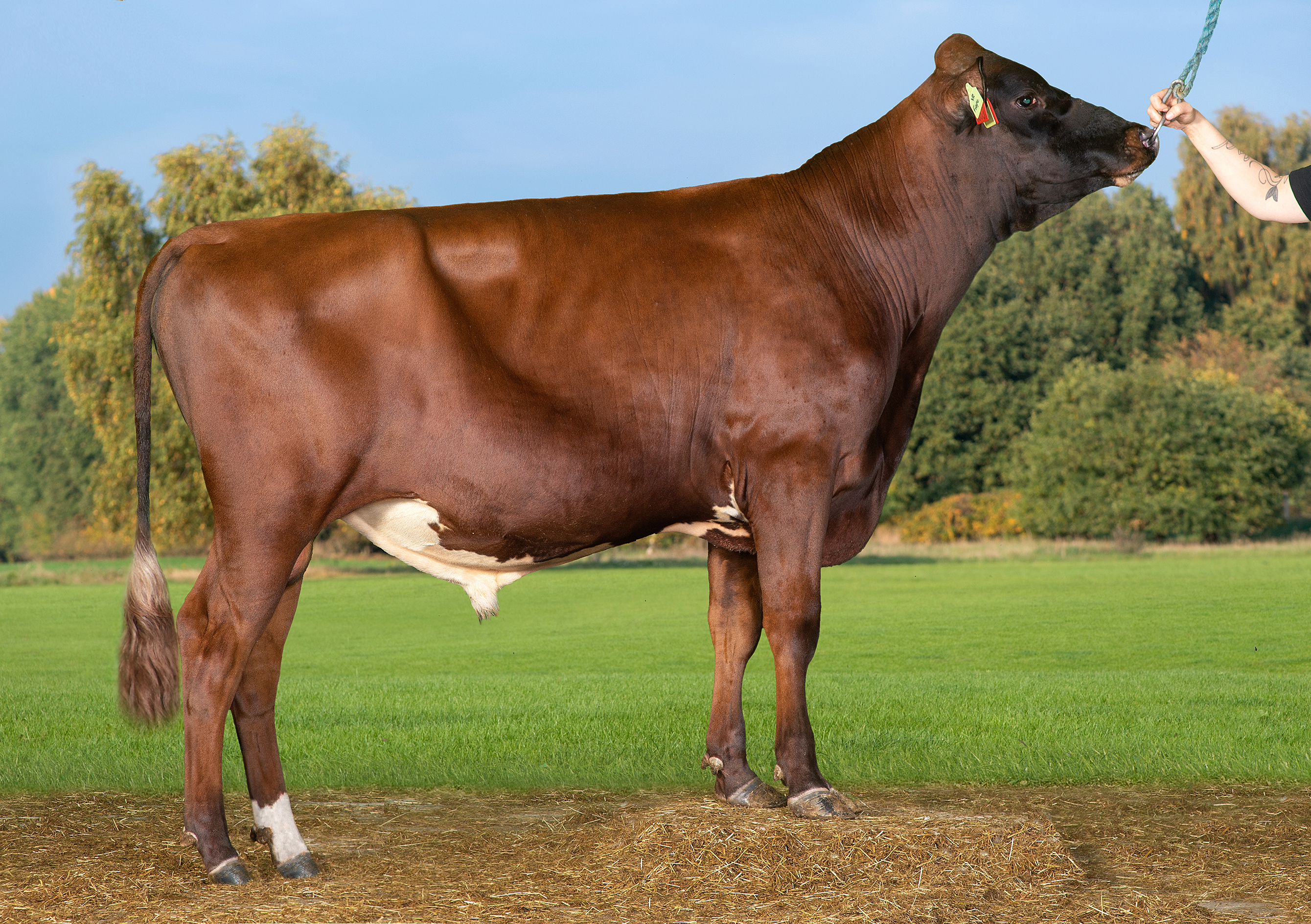 VR Frape P (VR Fuzzy P)