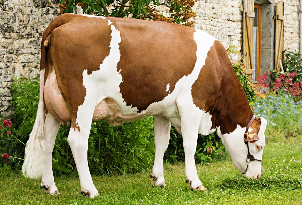 Elastar Daughter Hutte Srgb Web