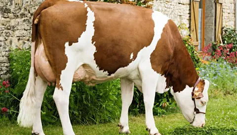 Elastar Daughter Hutte Srgb Web