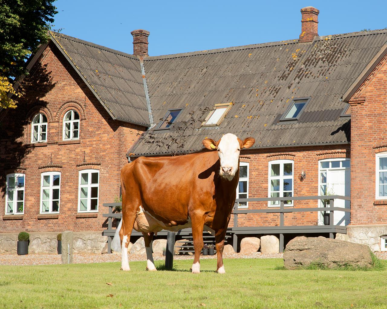 Vr Frisco Daughter No 20863 3959 From Tingskov V Peter Hviid Jensen 7080 Børkop Scenic Uden Alex