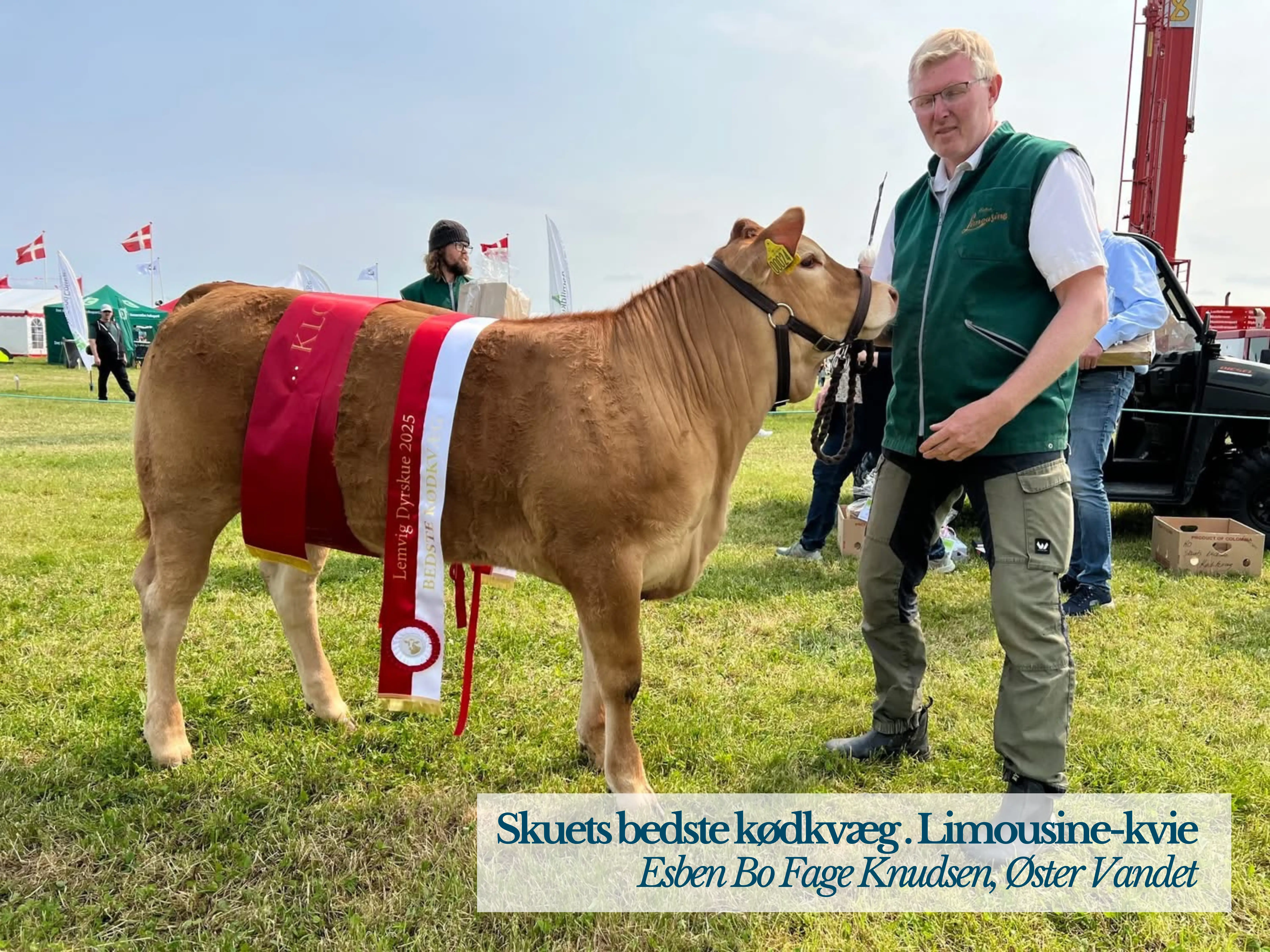 Skuets Bedste Kødkvæg. Limousine Kvie Esben Bo Fage Knudsen, Øster Vandet