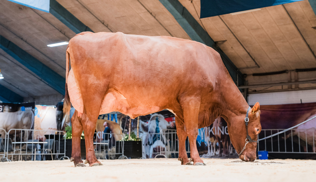 VR Vimo Datter Fra Mikael Haunstrup, Aulum