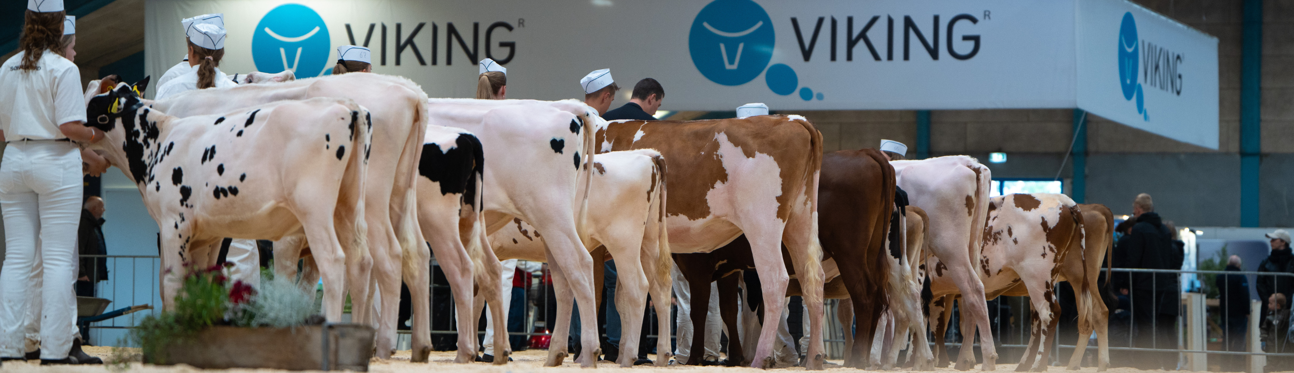 Billede Fra Ringen Landsskuet Herning