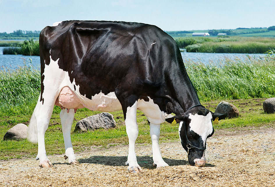 Vh Bernell Dam No 56222 3568 Vh Salomon From Martin Alstrup Kristensen Tarm1 Scenic 2 Vn Srgb Web