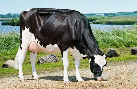 Vh Bernell Dam No 56222 3568 Vh Salomon From Martin Alstrup Kristensen Tarm1 Scenic 2 Vn Srgb Web