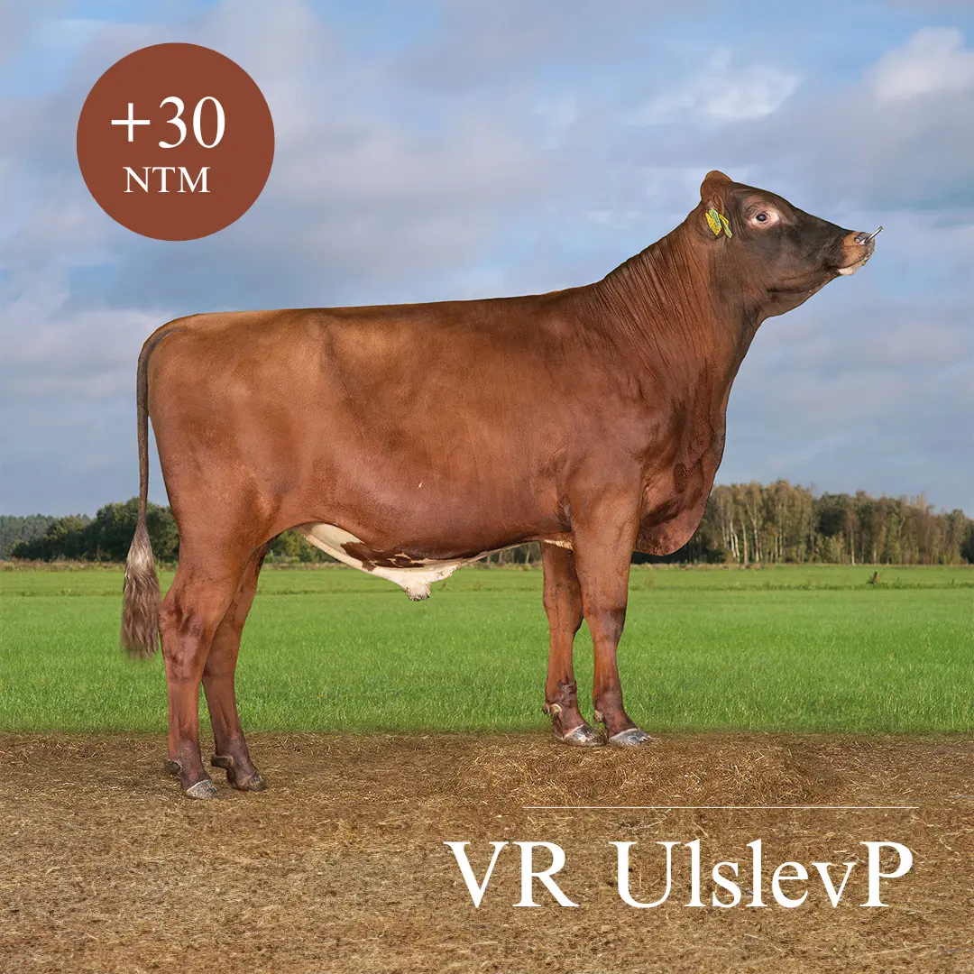 VR Ulslevp