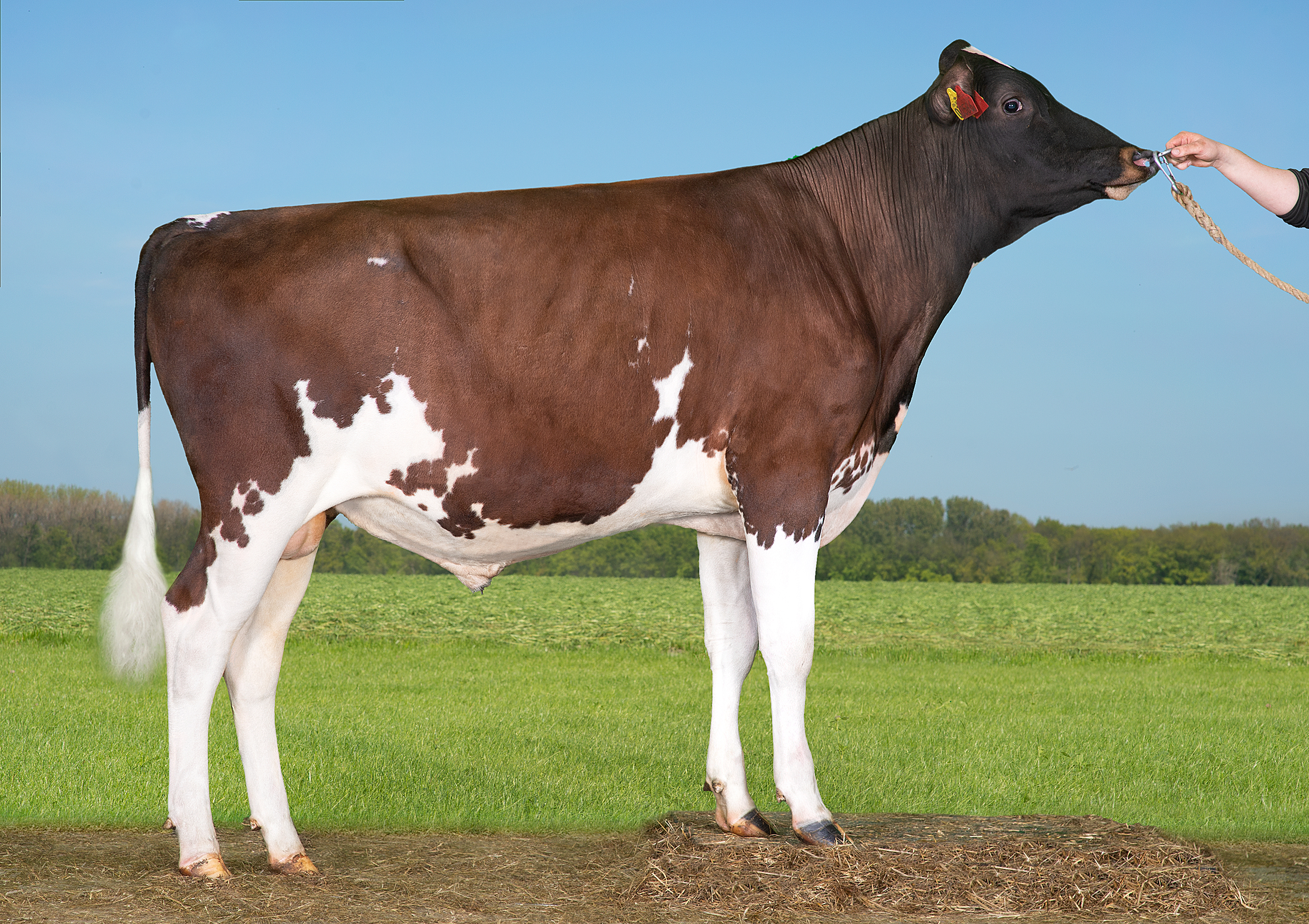 VR Froggy (VR Figure)