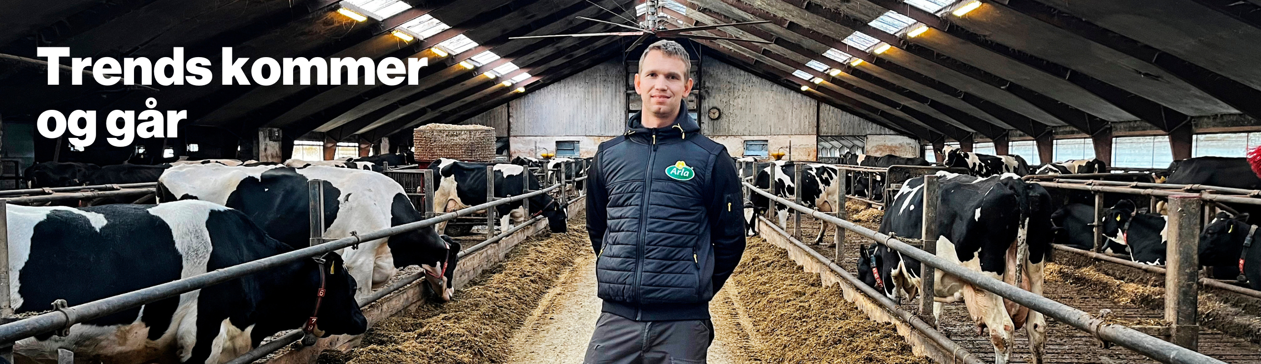 Anders Skovdal Med Køer