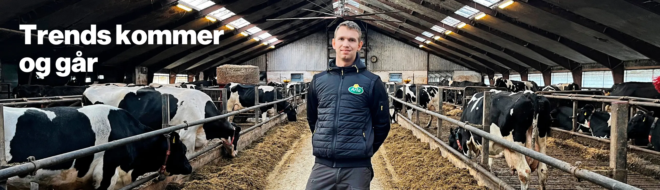 Anders Skovdal Med Køer