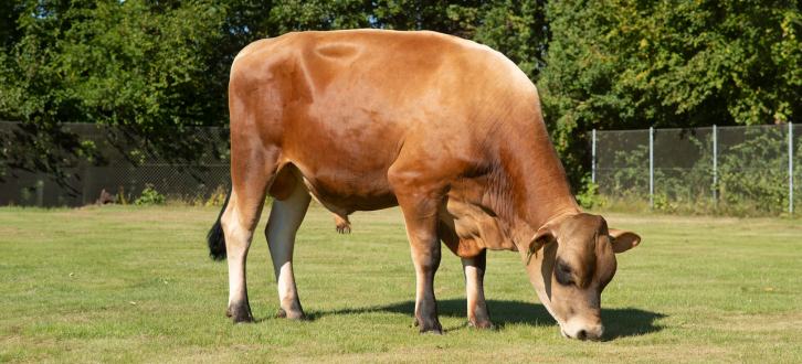 Afstamningen Gør VJ Killian Helt Speciel
