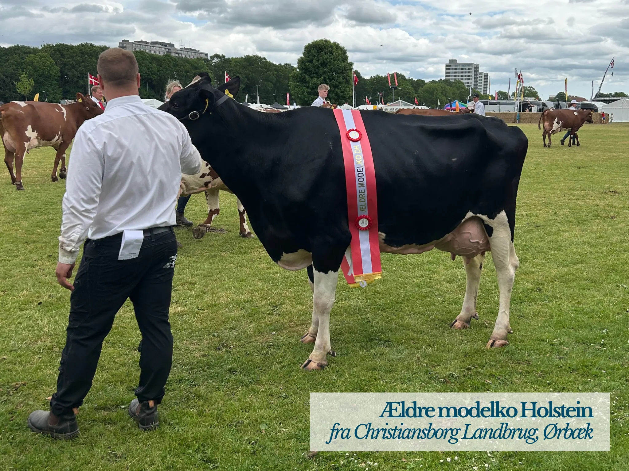 Ældre Modelko Holstein På Det Fynske Dyrskue 2026