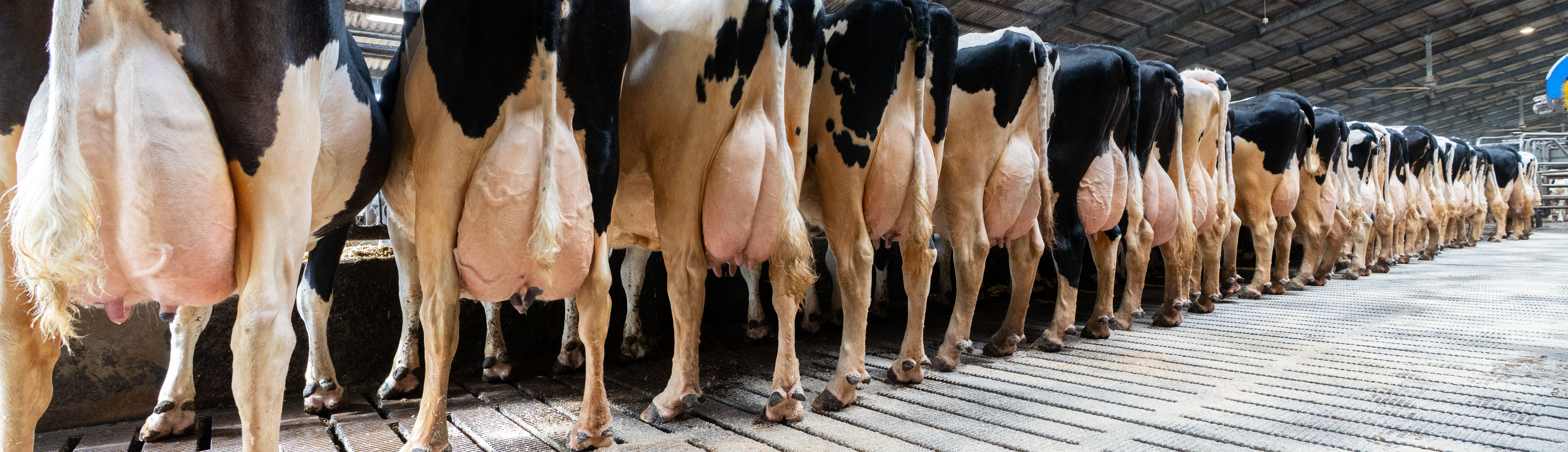 Køer På Række Fra Mads Stokholm