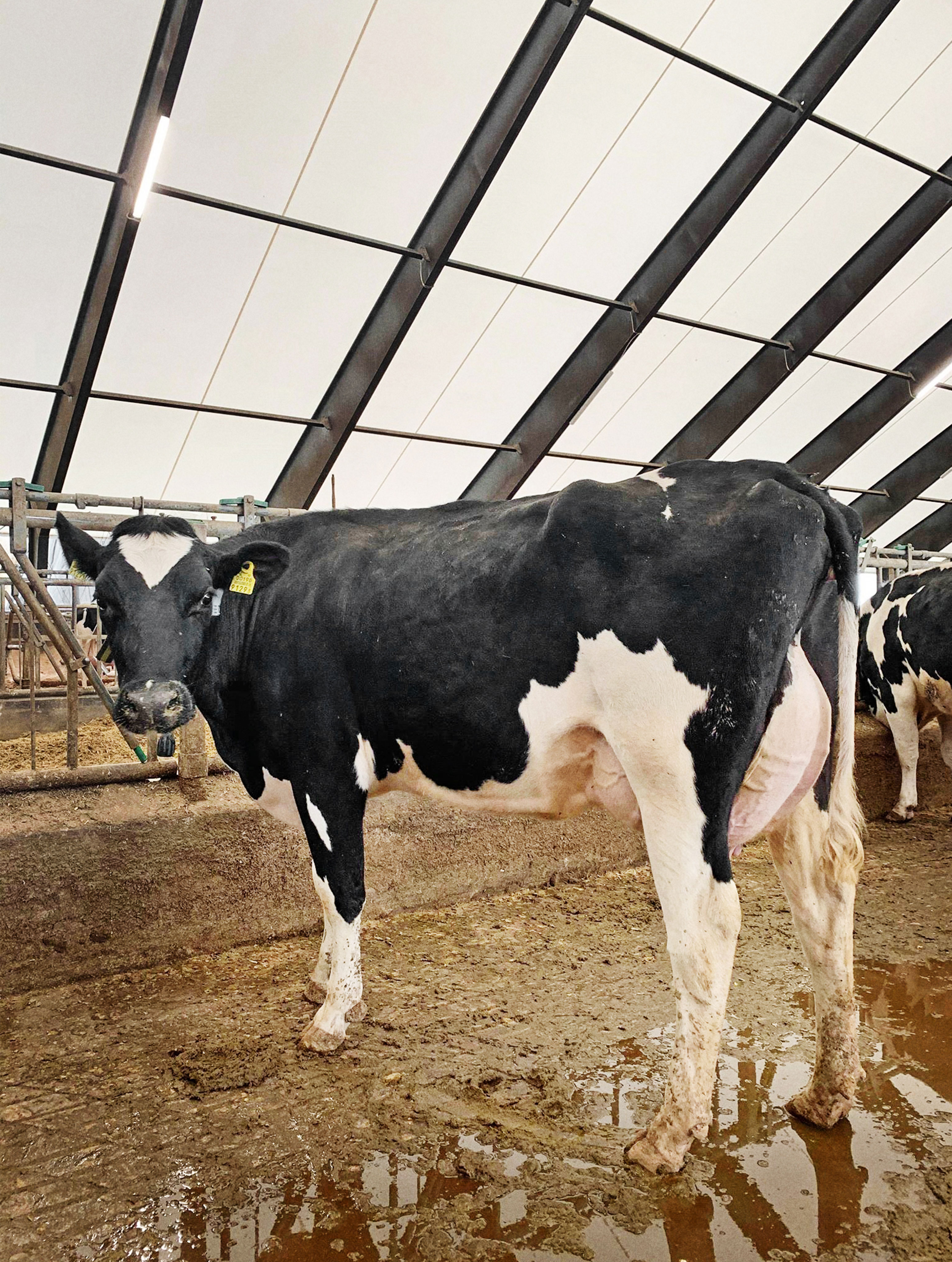 120 VH Bernell 1. Kalvskøer På Farm I Estland 2 Srgb Web