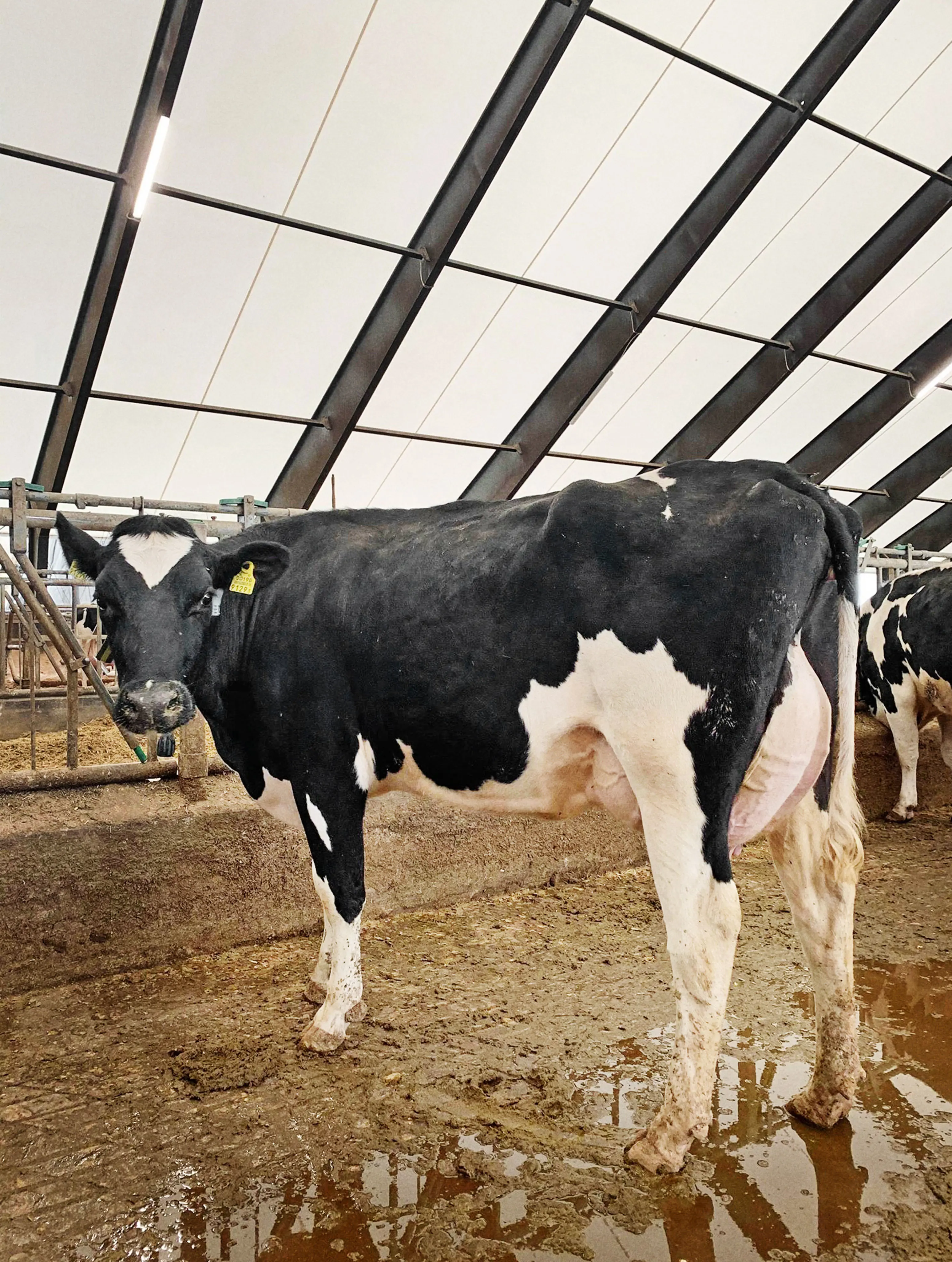 120 VH Bernell 1. Kalvskøer På Farm I Estland 2 Srgb Web